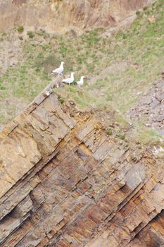 Seagulls close to Hartland Quay