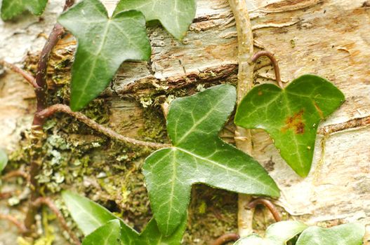 Vegetation grown on a wood of Exmoor