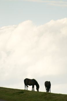 Pony at the moors of Exmoor national park