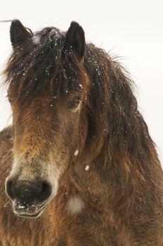 Pony at the moors of Exmoor national park
