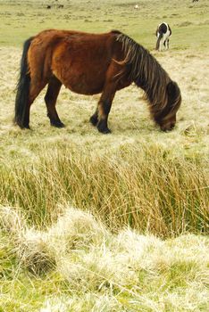 Ponies at the moors of Dartmoor national park