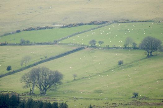 Pastures at Dartmoor 