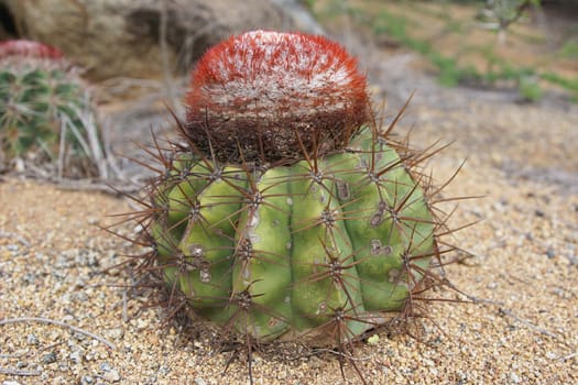 Cactus, Aruba, ABC Islands