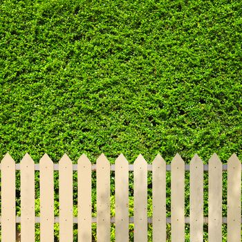 White fences with green leaves background