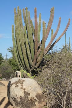 Typical vegetation of Aruba, ABC Islands, Caribbean