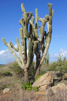 Typical vegetation of Aruba, ABC Islands, Caribbean