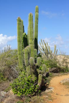 Typical vegetation of Aruba, ABC Islands, Caribbean