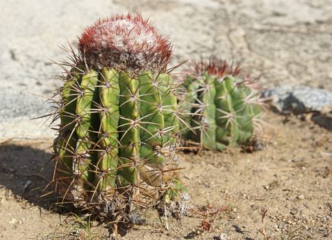 Cactus, Aruba, ABC Islands