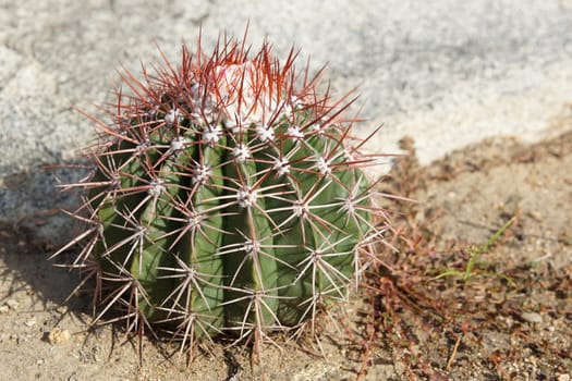 Cactus, Aruba, ABC Islands