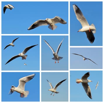 Mosaic made of few pictures with white seagulls on blue sky as background