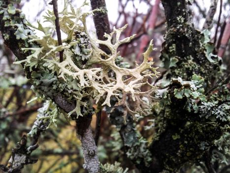 Moised grey lichen and dark green moss on branches