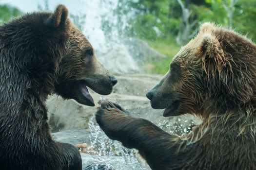 Two Grizzly (Brown) Bears Fighting or playing soft focus