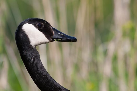 Canadian Goose stopped to pose for a picture.