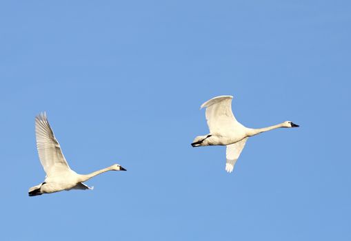 Tundra Swans flying in a blue sky on a clear winter day.