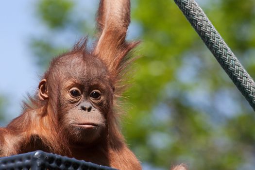 Baby Orangutan climbing on a rope at the zoo