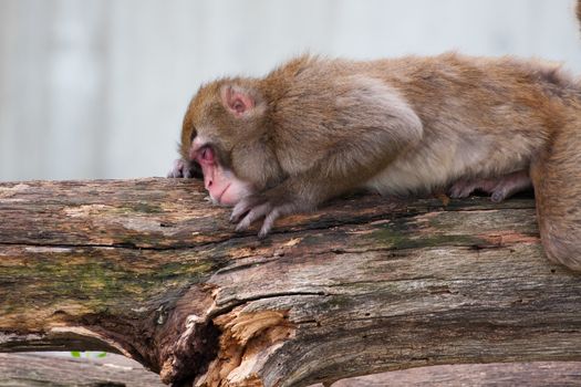 Macaque (Snow) Monkey's taking a nap at the zoo