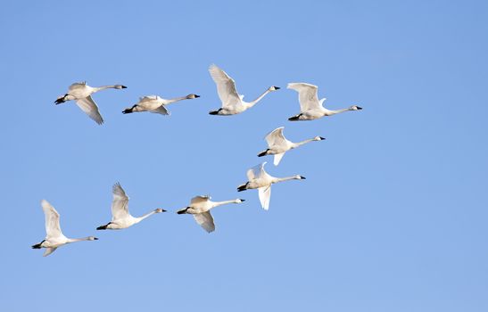 Tundra Swans flying in formation on a clear winter day.