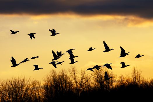 Snow Geese flying over the treetops at sunset.