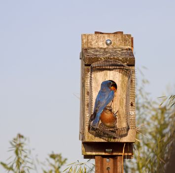Eastern Bluebirds feeding their babies on a bright spring day.