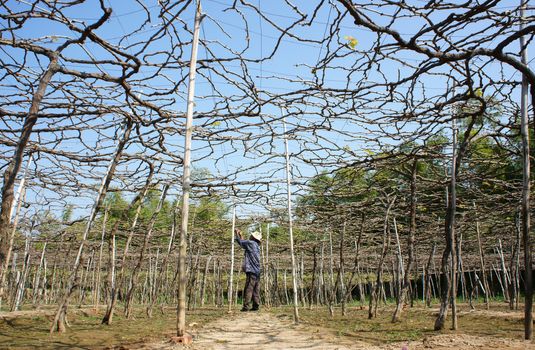 PHAN RANG, VIETNAM- JAN 24: People care vine at vine garden, he working under frame that shed leave, branch of creeper make interlace network, Phan Rang is vine growing region, Viet Nam, Jan 24, 2014