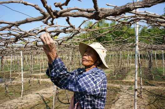 PHAN RANG, VIETNAM- JAN 24: People care vine at vine garden, he working under frame that shed leave, branch of creeper make interlace network, Phan Rang is vine growing region, Viet Nam, Jan 24, 2014