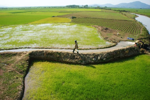  DAKLAK, VIETNAM- FEB 7: Farmer pump water to rice field for crop, he walk on dike, impression of vast paddy plantation with irrigation canal system, Viet Nam, Feb 7, 2014                           