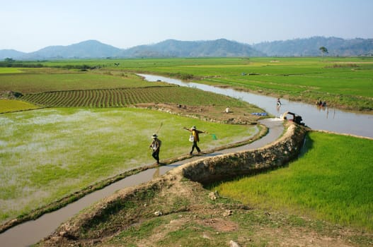  DAKLAK, VIETNAM- FEB 7: Farmer pump water to rice field for crop, he walk on dike, impression of vast paddy plantation with irrigation canal system, Viet Nam, Feb 7, 2014 