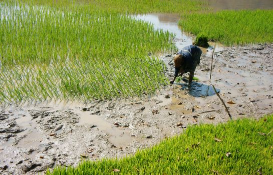 DAKLAK, VIETNAM- FEB 7: Farmer sow rice on paddy field, he transplant rice seeding on muddy plantation for springtime crop of agricultural country in Viet Nam, Feb 7, 2014                           