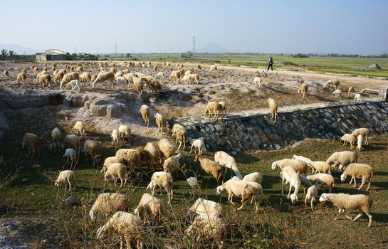 PHAN RANG, VIETNAM- JAN 23: Shepherd graze herd of sheep, the sheep grazing on meadow in sunny day make peacefull, beautiful scene of Vietnamese country, Viet Nam, Jan 23, 2014