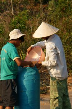  DAKLAK, VIETNAM- FEB 6: People collect maize of a good crop after dry corn on drying ground , yellow corn kernel dried ready for foodstuff pruduce , Viet Nam, Feb 6, 2014                           