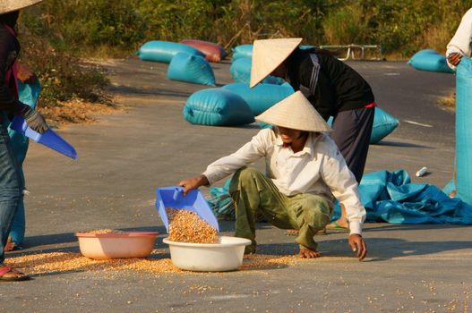  DAKLAK, VIETNAM- FEB 6: People collect maize of a good crop after dry corn on drying ground , yellow corn kernel dried ready for foodstuff pruduce , Viet Nam, Feb 6, 2014                           