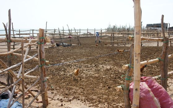 BINH THUAN, VIETNAM- JAN 21: People dry cow pat on drying ground to recycle into muck for agriculture produce, the ground cover by bamboo fence and chickens looking for feed, Viet Nam, Jan 21, 2014