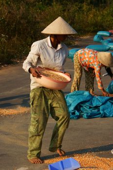  DAKLAK, VIETNAM- FEB 6: People collect maize of a good crop after dry corn on drying ground , yellow corn kernel dried ready for foodstuff pruduce , Viet Nam, Feb 6, 2014                           