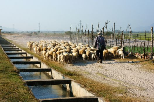 PHAN RANG, VIETNAM- JAN 23: People graze herd of sheep, the man guide them walk on countryside path in sunny dat, the way along ditch and full of dust make peacefull scene, Viet Nam, Jan 23, 2014