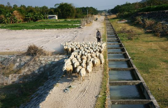 PHAN RANG, VIETNAM- JAN 23: People graze herd of sheep, the man guide them walk on countryside path in sunny dat, the way along ditch and full of dust make peacefull scene, Viet Nam, Jan 23, 2014