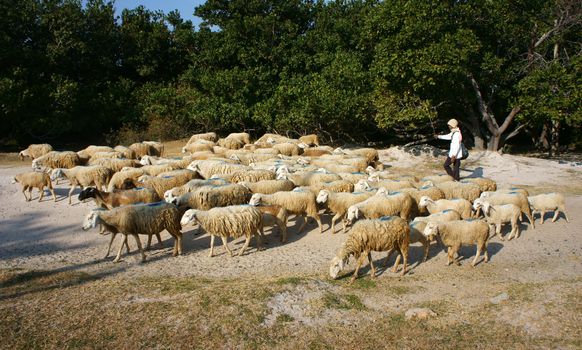 PHAN RANG; VIETNAM- JAN 23: People graze herd of sheep; the man guide them walk on countryside path in sunny day make peacefull; beautiful scene of Vietnamese country; Viet Nam; Jan 23; 2014