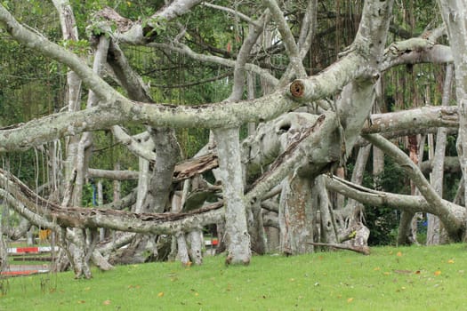 A banyan tree in Thailand