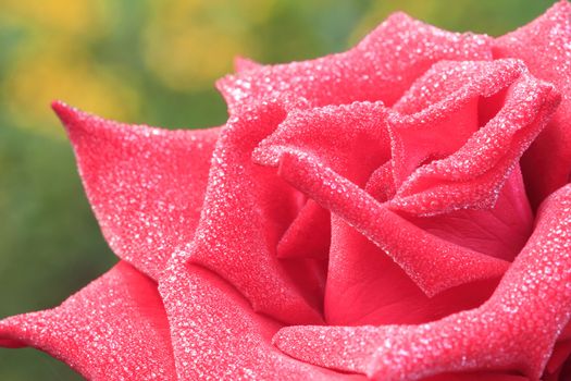 Red rose close up with dew water drops in morning