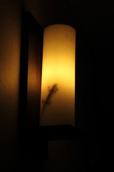 Gecko in lamp at night