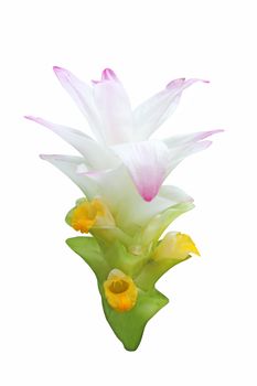 Turmeric flower isolated on white background