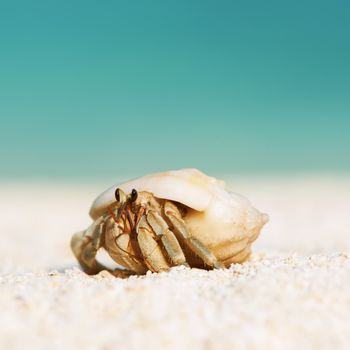 Hermit crab on beach at Maldives