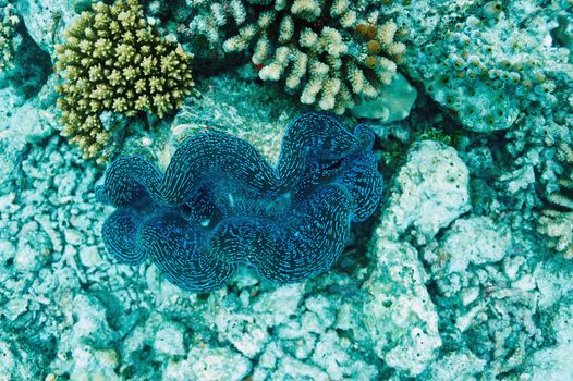 Giant clam (Tridacna gigas)at the tropical coral reef