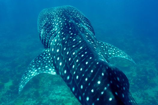 Whale Shark (Rhincodon typus) swimming  in crystal clear blue waters at Maldives