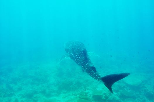 Whale Shark (Rhincodon typus) swimming  in crystal clear blue waters at Maldives