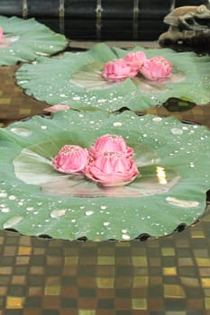 Water lily lotus arrangement on the lotus leaf
