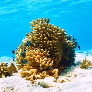 Coral reef at South Ari Atoll, Maldives