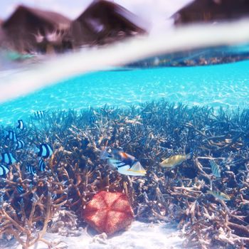 Coral reef at South Ari Atoll, Maldives