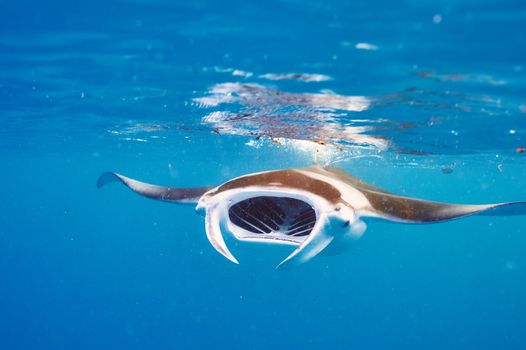 Manta ray floating underwater among plankton
