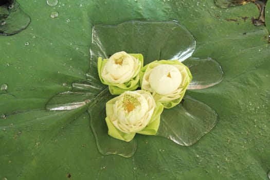 Three water lily lotus arrangement on the lotus leaf