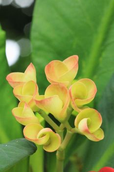 Crown Of Thorns or Christ Thorn flowers (Euphorbia Milii Desmoul)